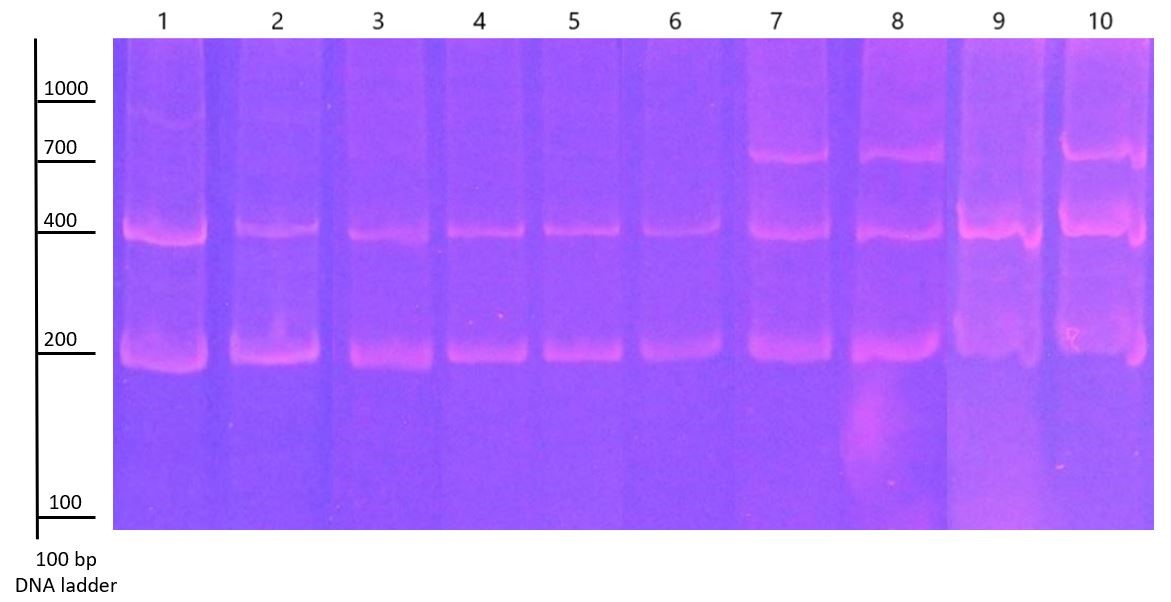 PCR amplicons with primer pair F + Rdeg on polyacrylamide gel