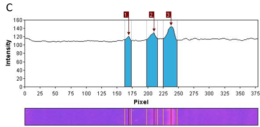 Fragment analysis of amplicons generated by PBAP for lentil evaluated with software GelAnalyzer